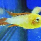 Apistogramma agassizii 2