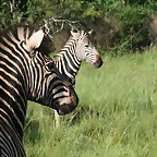 Rhino & Lion Nature Reserve 873