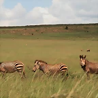 Rhino & Lion Nature Reserve 622
