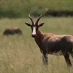 Rhino & Lion Nature Reserve 643