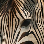 Rhino & Lion Nature Reserve 653