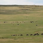 Rhino & Lion Nature Reserve 657