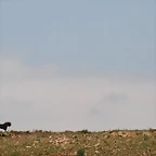 Rhino & Lion Nature Reserve 660