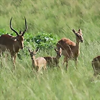 Rhino & Lion Nature Reserve 812