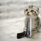 gatinho20suicida