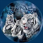 whitetigers1
