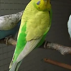 alasclaras