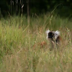 Le Parc des Felins agost 2010 1146