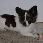 troton1