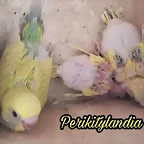 FB_IMG_1499248406242