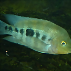 Amphilophus amarillo