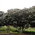 Camellia japonica 'Alba plena'