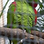 Amazona pretrei