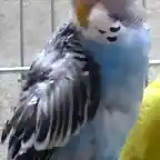 Perico Australiano