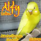 2010 002 ALFY