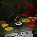 Amsterdam 29-12-2010 600