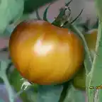 026,tomate maduro, marca