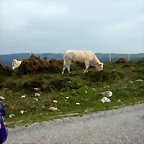 reglaje 014