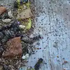 caida de varroa con timol en colmena control