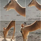 impala_malalta