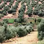 la huerta desde el cerro