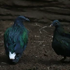 Zoo de Barcelona 07-11-10 140