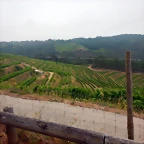 DSCN6250