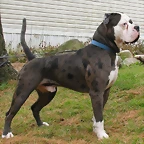 alapaha_blue_blood_bulldog_8_5