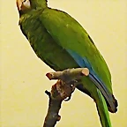 Amazona vittata