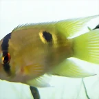 Aequidens maronii