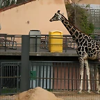 Zoo de Barcelona 17-03-11 208