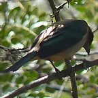 Tangara vitriolina 2 (1-10-23 Zoo de Quito)