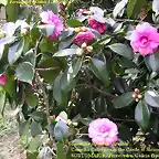 Camellia japonica \'Millarenga\' Castelo de Soutomaior