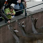 Zoo de Barcelona 13-02-11 097