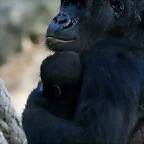 Zoo de Barcelona 13-02-11 027