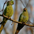 Zoo de Barcelona 13-02-11 218