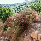 adelfa roja junto al arroyo