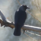 Corvus monedula spermologus (2-3-14 Zaragoza)