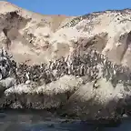 cormoranes2