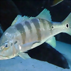 Cichla piquiti