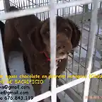 YUN perro de aguas chocolate en perrera rotaguau (Cdiz)
