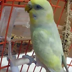 Pericanueva