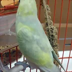 Pericanueva2
