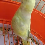 Pericanueva4