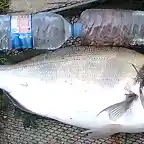 Dorada 5,2 kg 8-8-10.2 Comparada con dos botellas