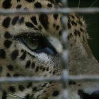 Zoo de Barcelona 05-11-10 337