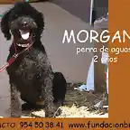 MORGANA 2 aos