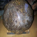 F Hexagonaria Hexagona Devonico Medio Marruecos 15