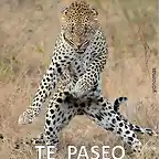 tepaseo-leopardo