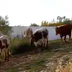 vacas en la fuente del rosal, marca